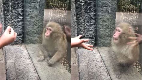 Monkey's Mind-Blowing Responses to Incredible Magic